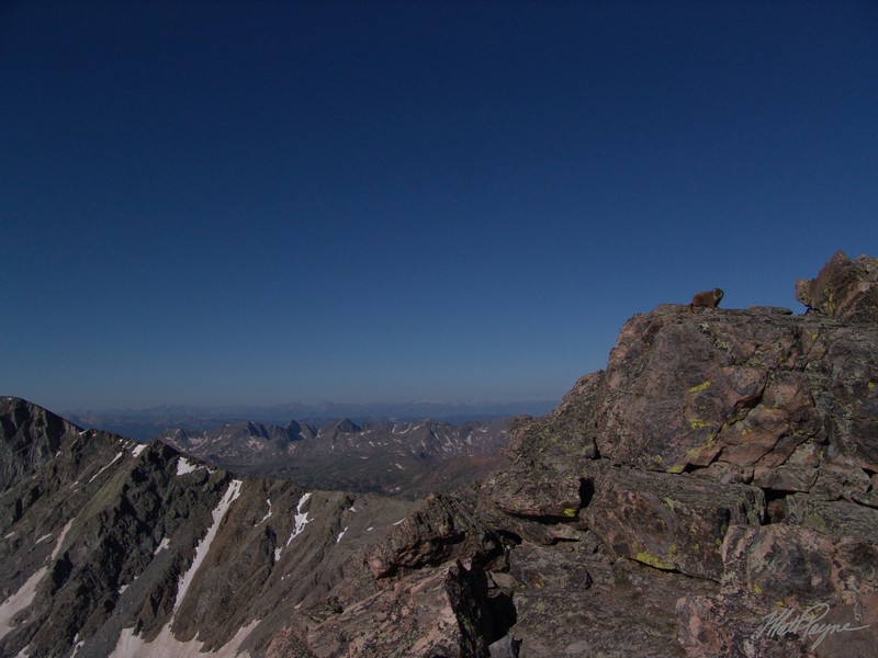 Marmot on Holy Cross Ridge