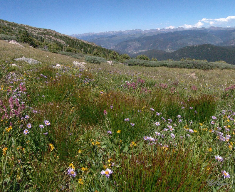 Flowers near Holy Cross