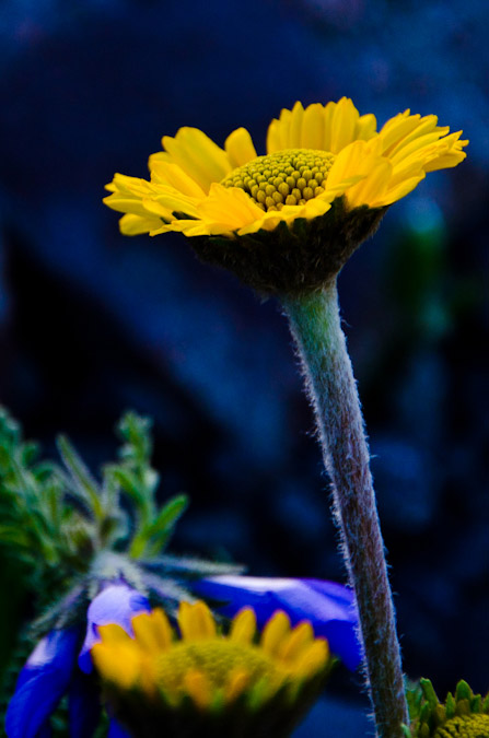 Wildflower macro