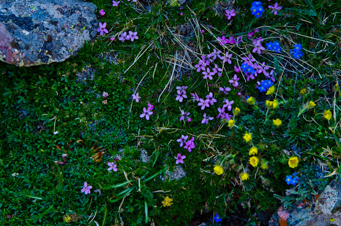 Wildflowers on Mount Adams