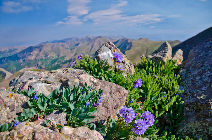 Wildflowers on Mount Adams