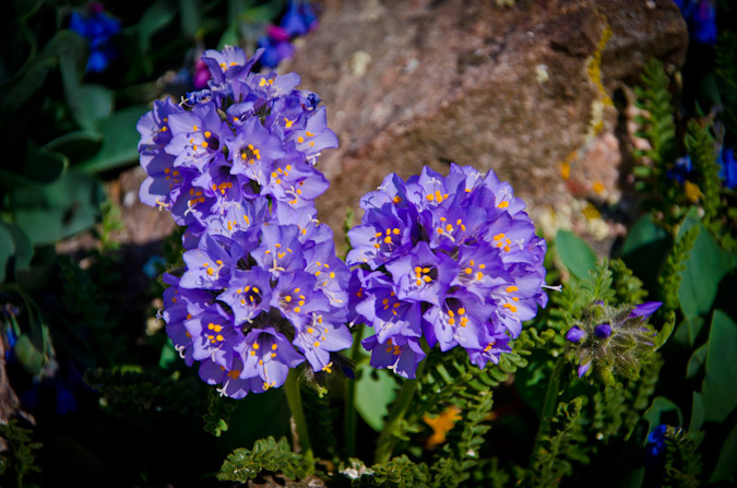 Wildflowers on Mount Adams