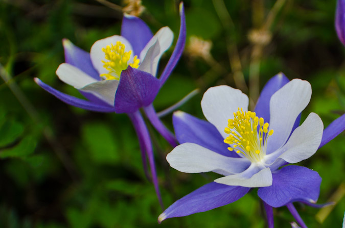 Columbine close-up