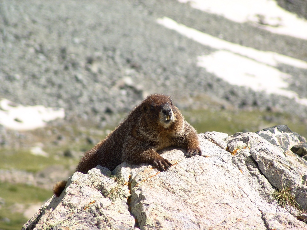 marmot