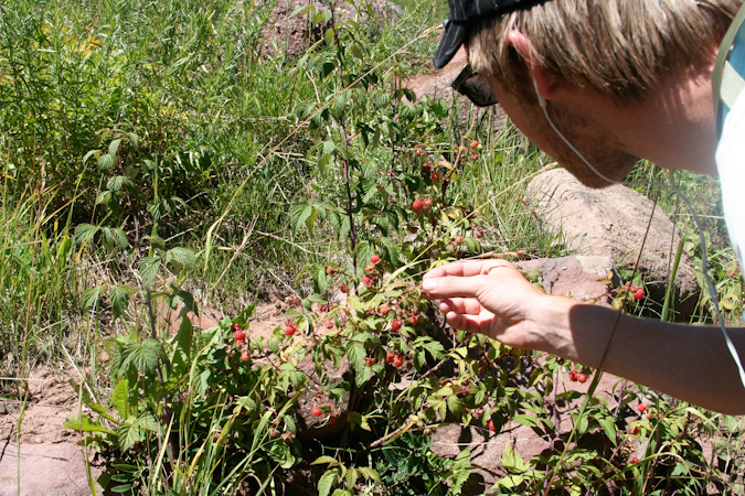 Picking raspberries 2