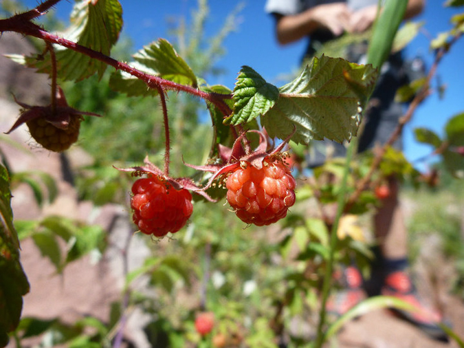 Raspberries on Capitol Peak trail