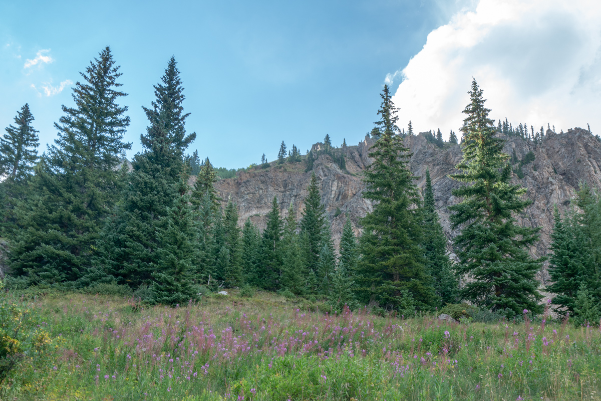 Fireweed