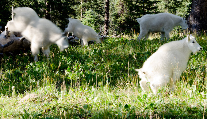 Mountain Goats!