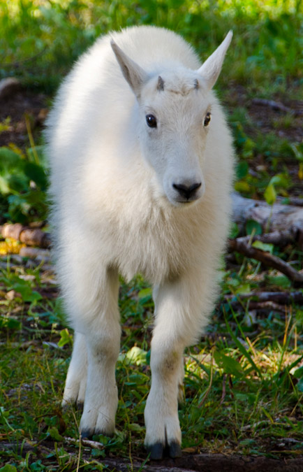 Baby Mountain Goat