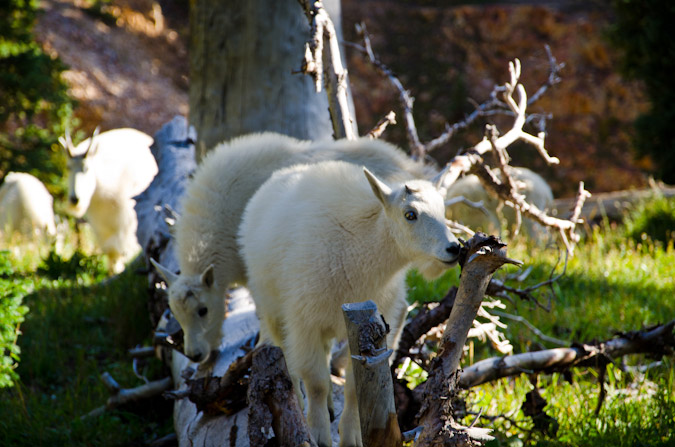 Baby Mountain Goat