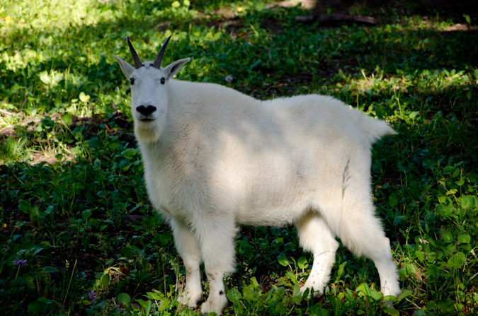 Watchful Mountain Goat