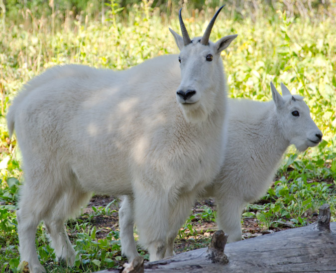 Mountain Goats