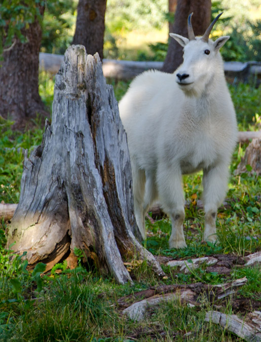 Watchful Mountain Goat