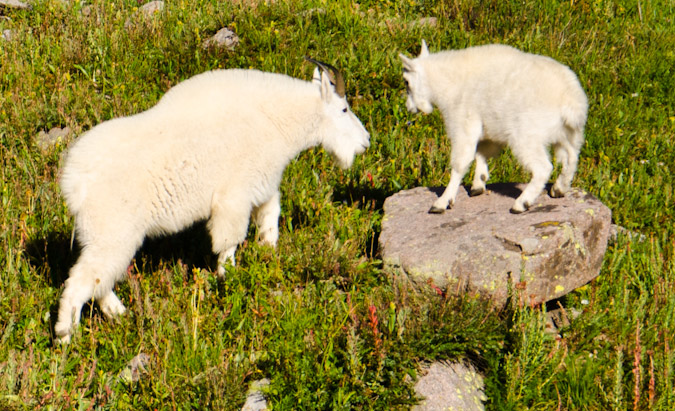 Mountain Goats playing King of the Hill