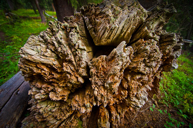 Tree trunk