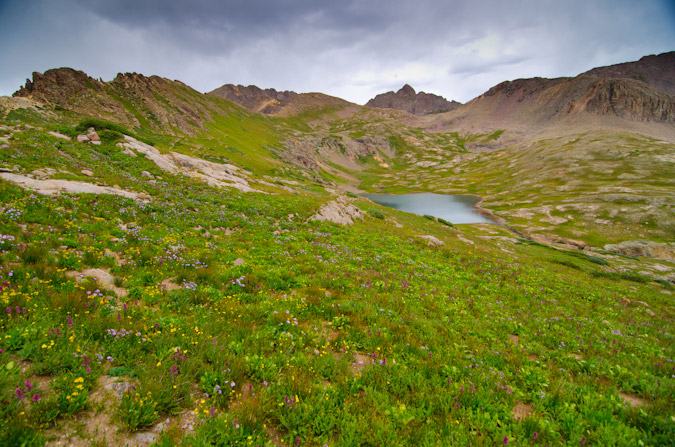 Wildflowers near Columbine Pass