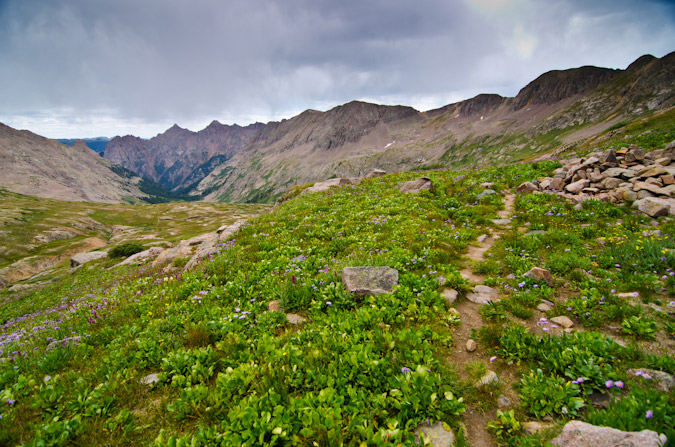 Flowers on the Trimble Pass - Columbine Pass trail