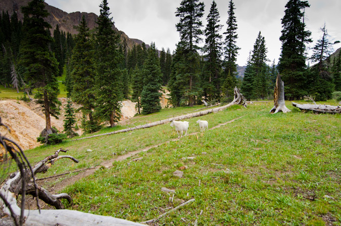 Chicago Basin Campsite with goats