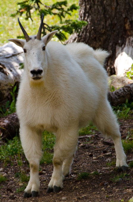 Mountain Goat