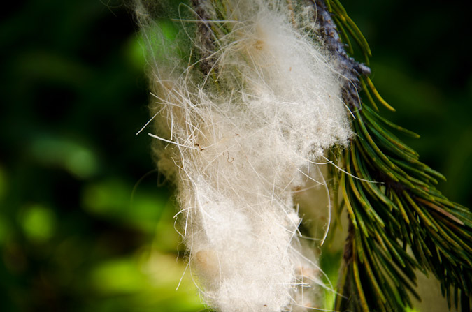 Mountain Goat Hair