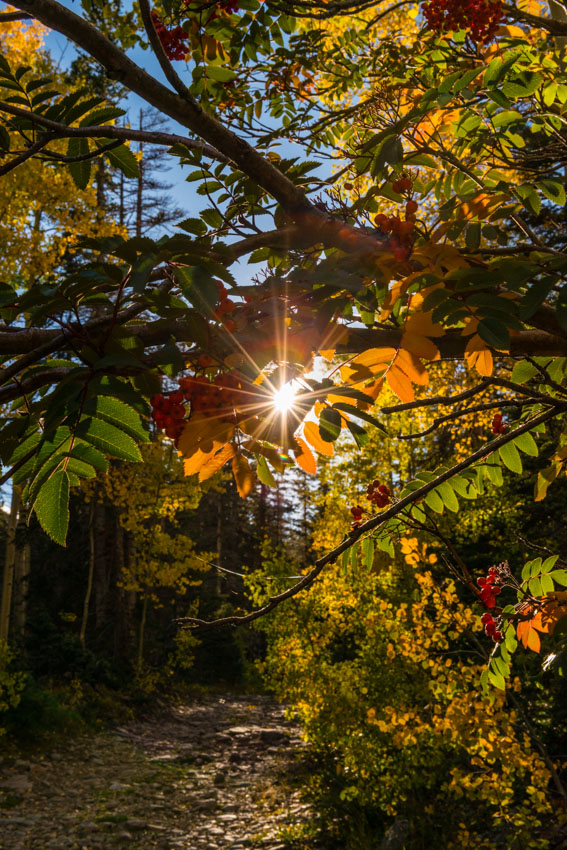 Fall color sunburst