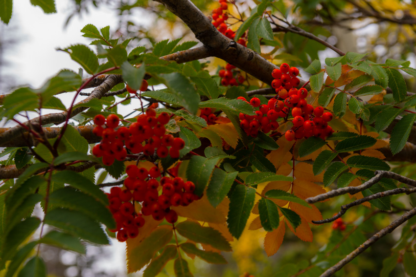 Autumn berries