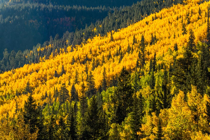 Hillside of yellow aspen