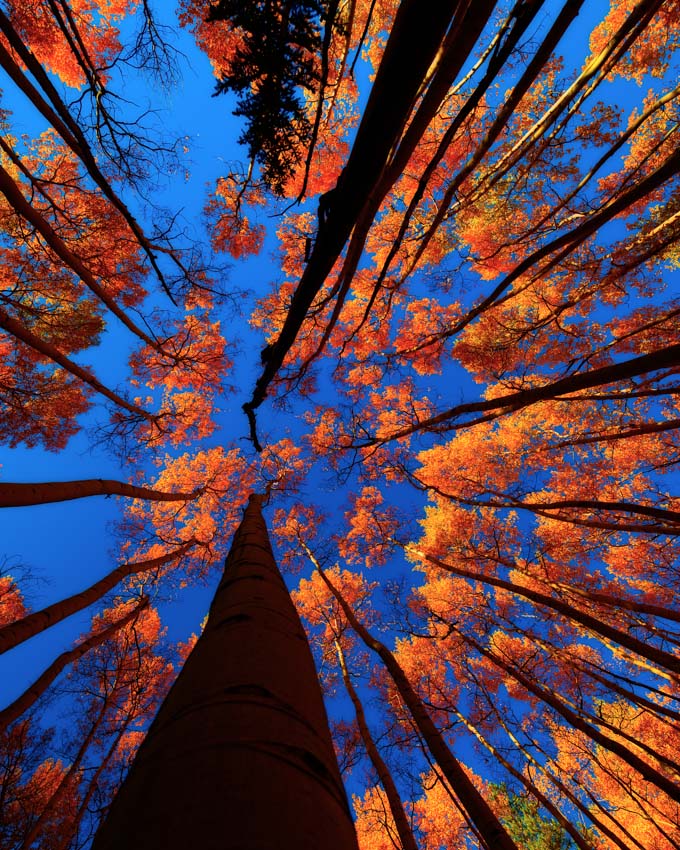 Aspen Grove looking up