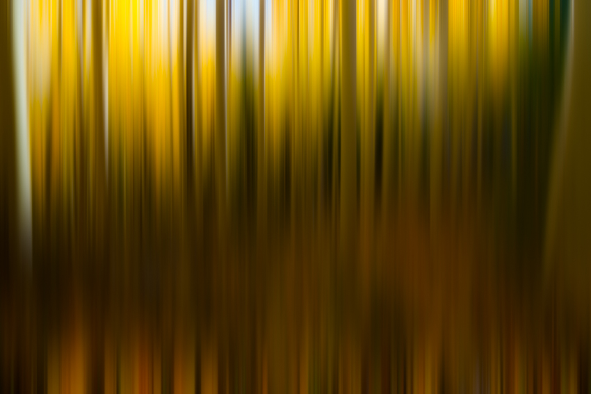 Fall Color Aspen Abstract