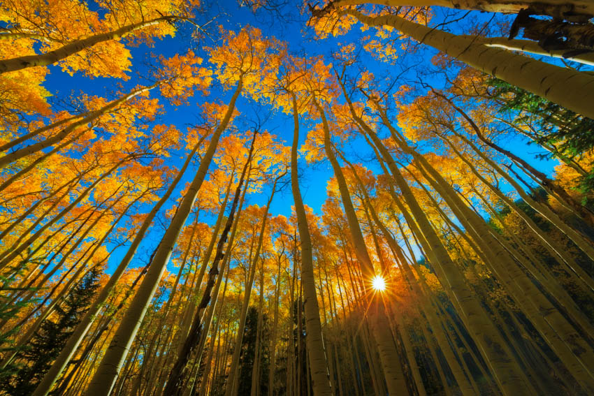 Aspen Fall Colors and Sunburst