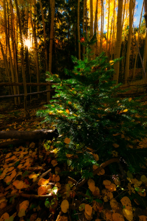 Autumn Christmas Tree