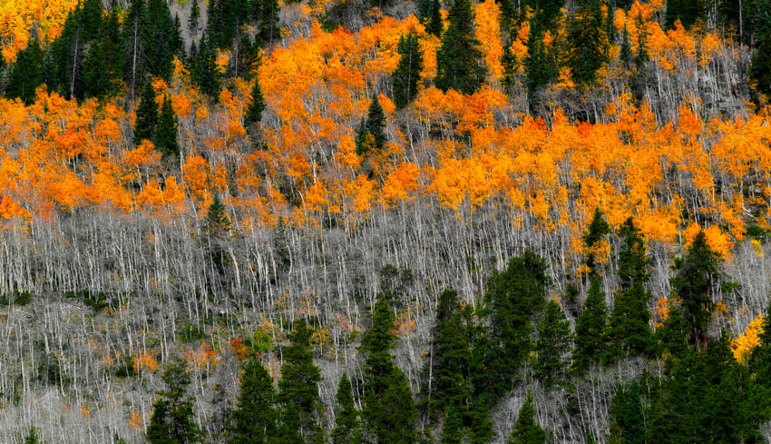 Hillside of aspen trees in autumn