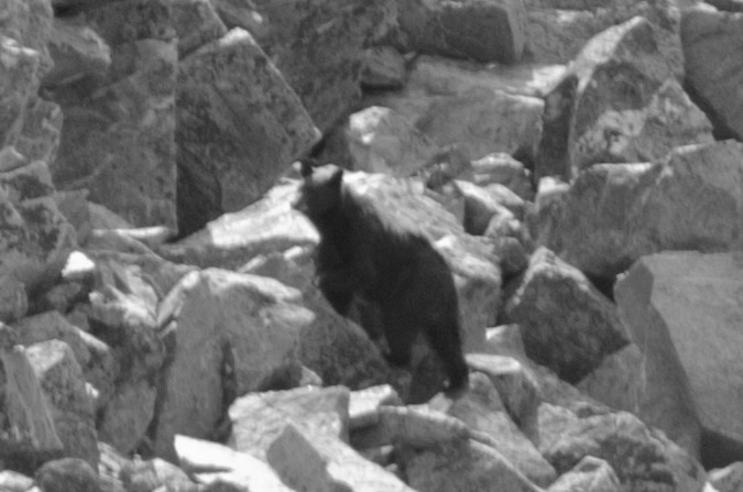 Culebra Bear Zoomed-In