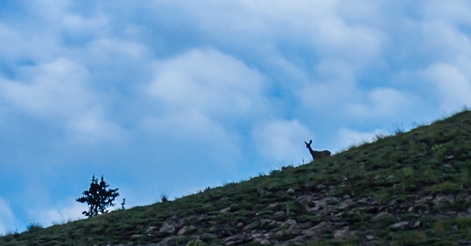 Deer Silhouette