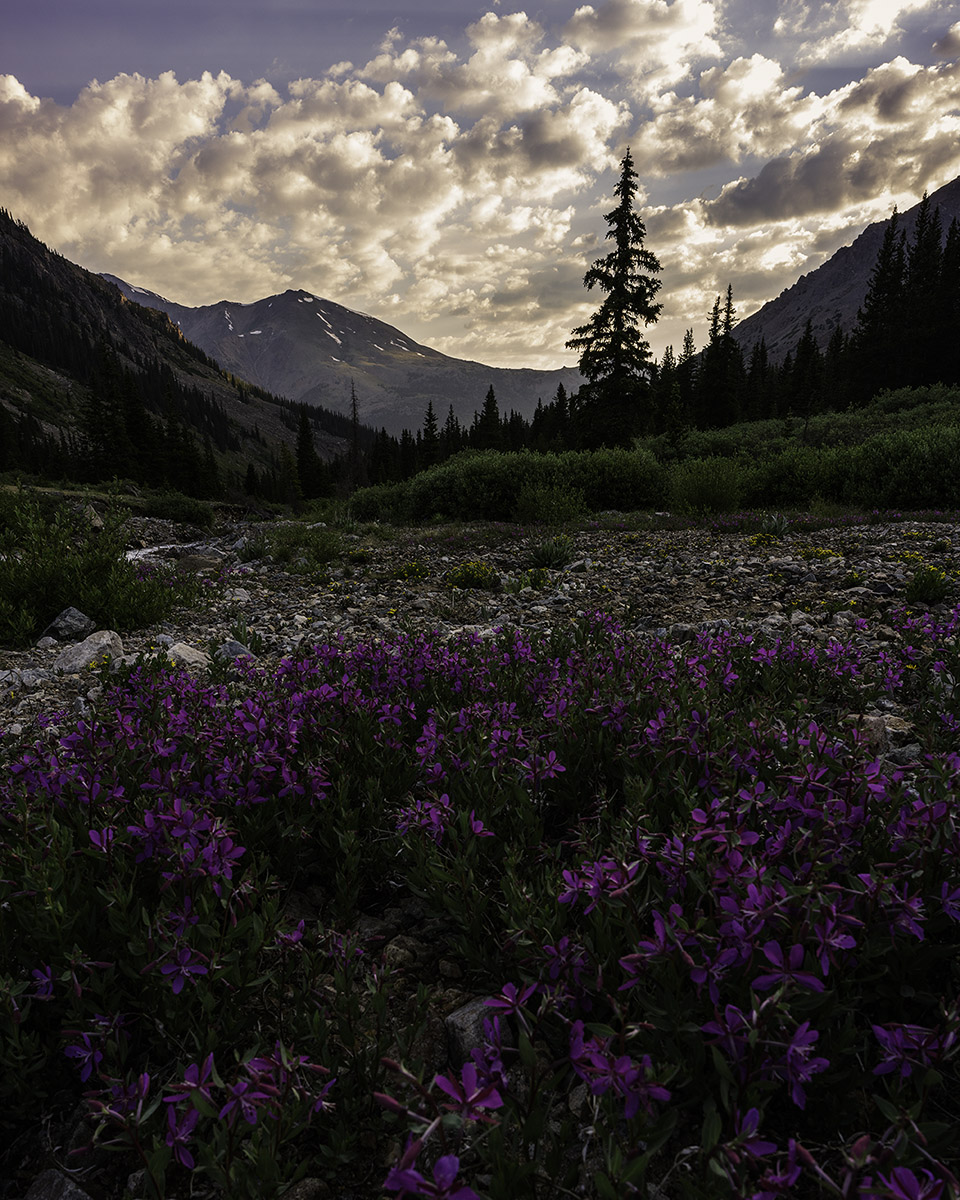 Mount Massive Wildflowers