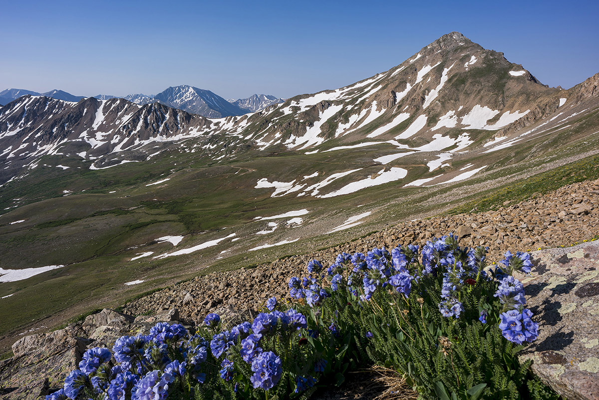 Casco Peak and sky pilot flowers