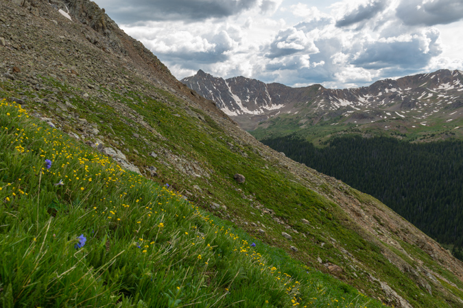 Wildflowers above treeline