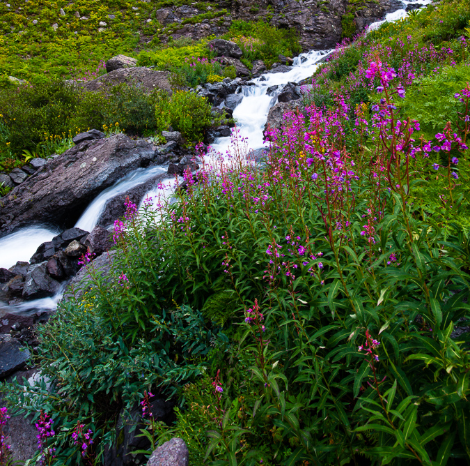 Ice Lake Basin Wildflowers and Waterfalls