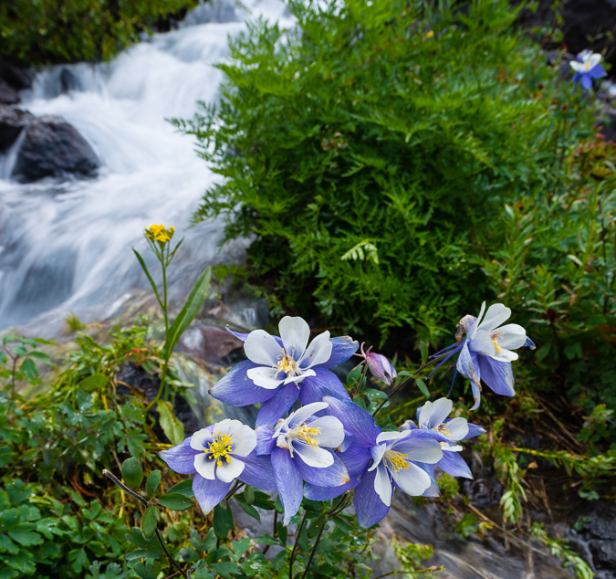 Ice Lake Basin Columbine