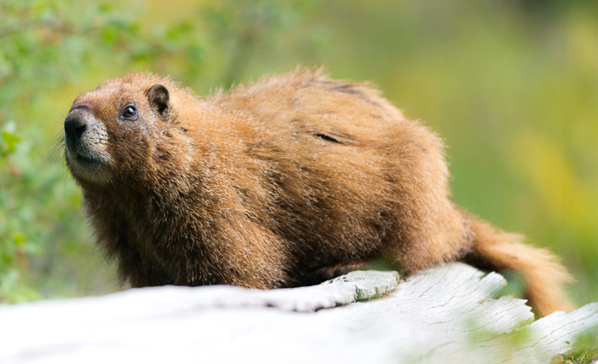 Marmot