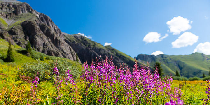 Purple Wildflowers