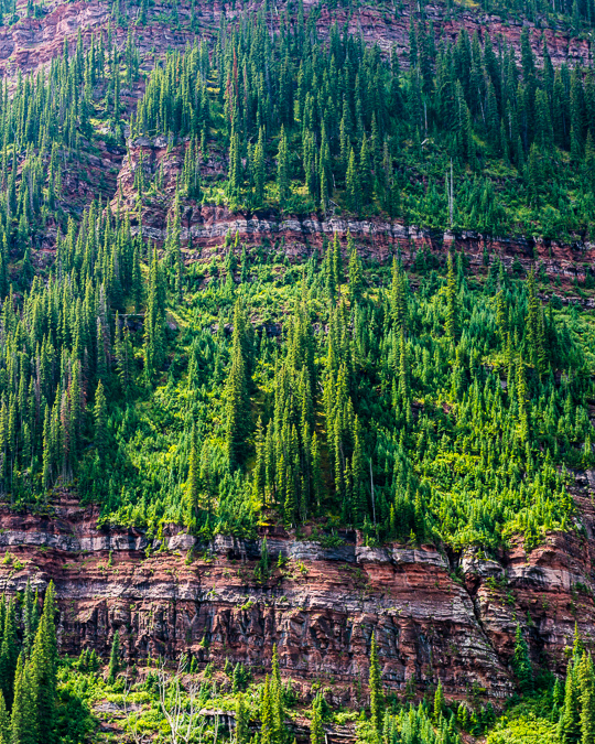 Cliff bands and pine trees