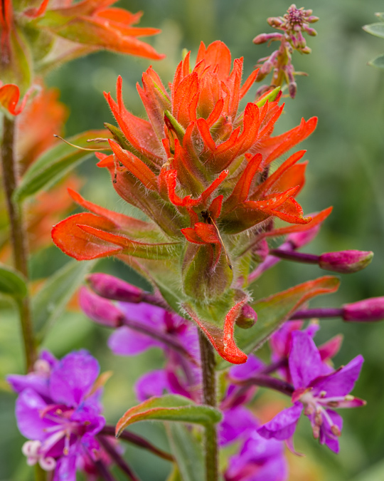 Indian Paintbrush