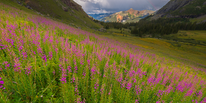 Ice Lake Basin Wildflowers and Grand Sultan