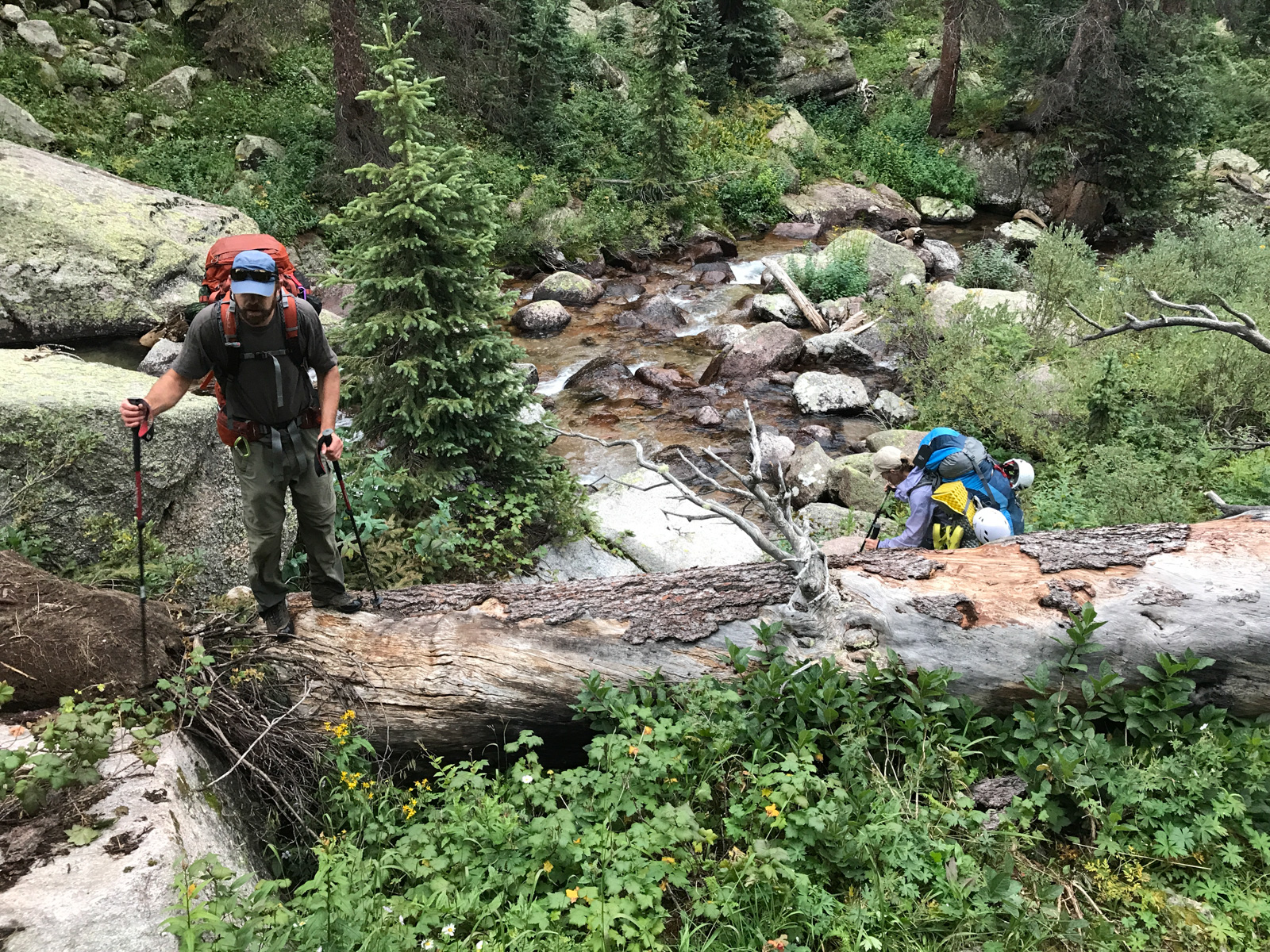 Huge log on trail