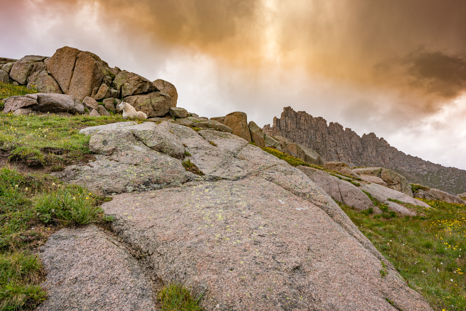 Jagged Mountain and mountain goat