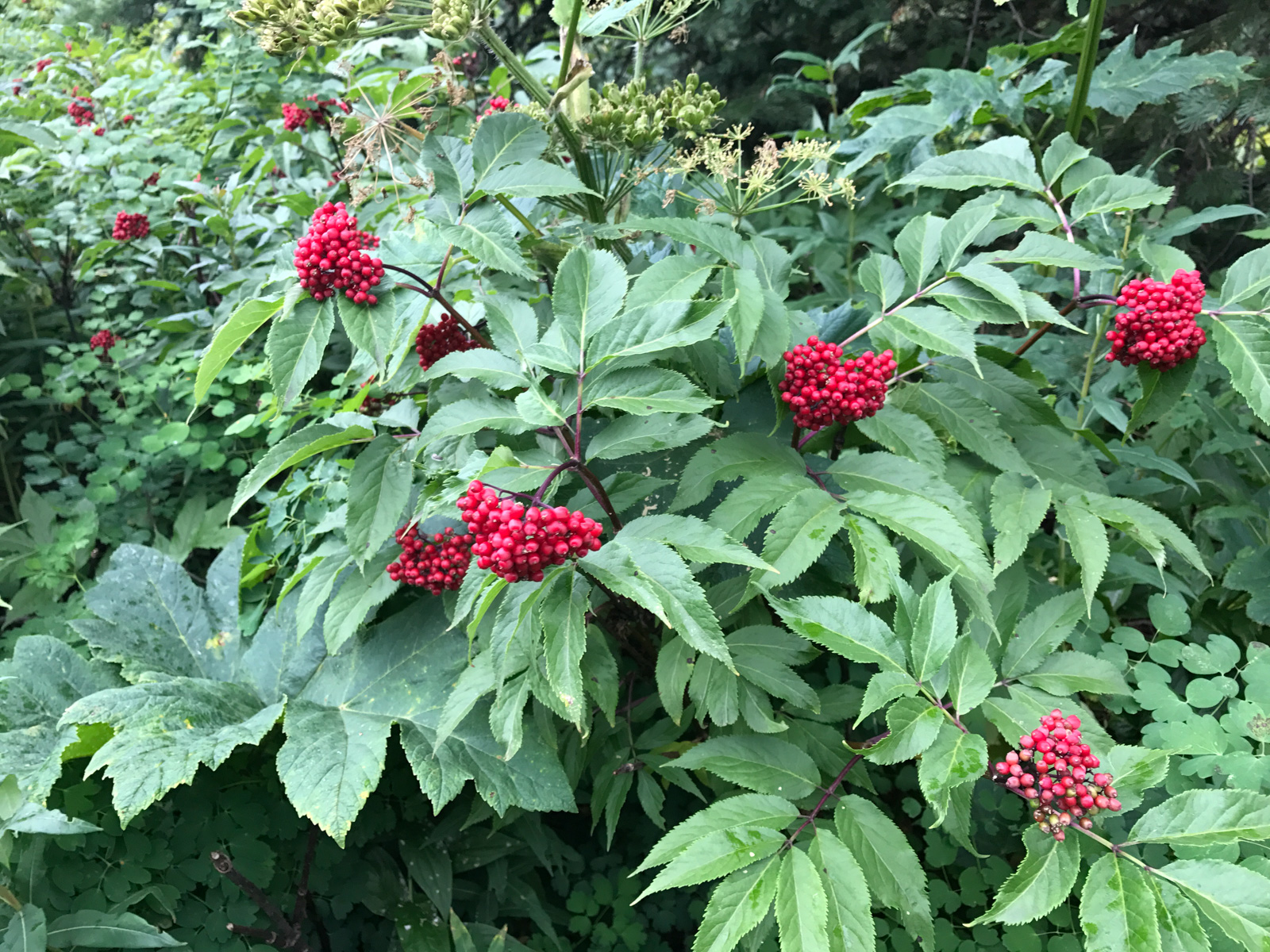 Red Elderberry