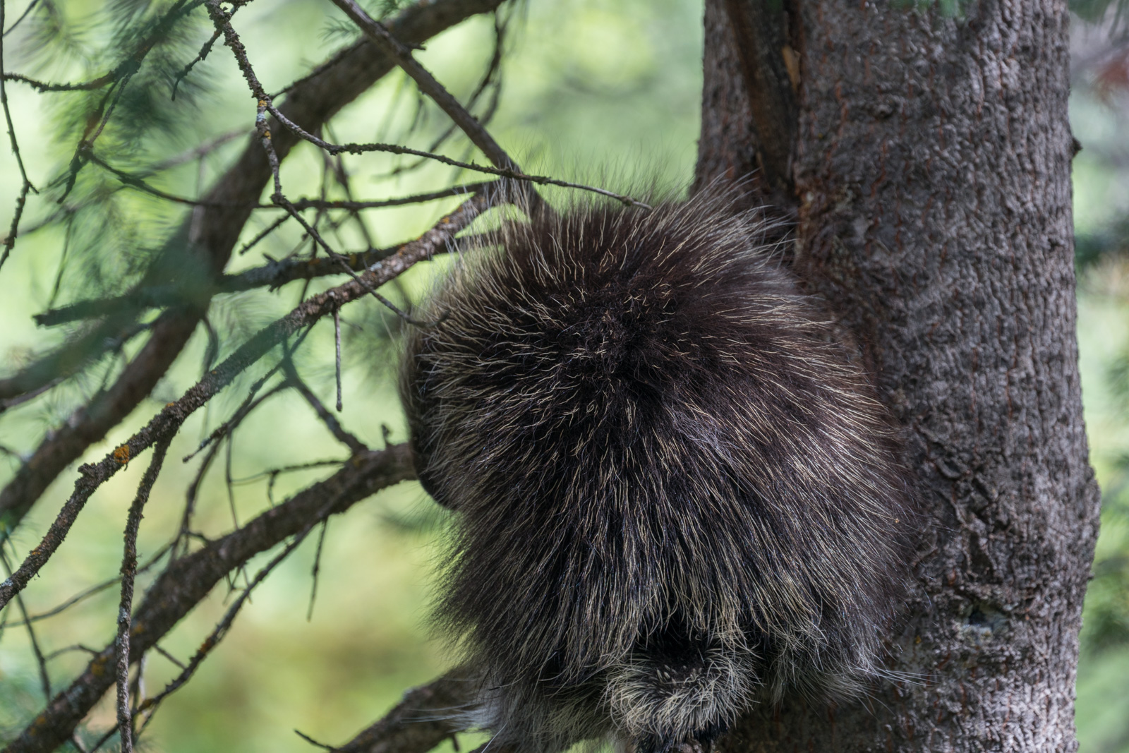 Porcupine