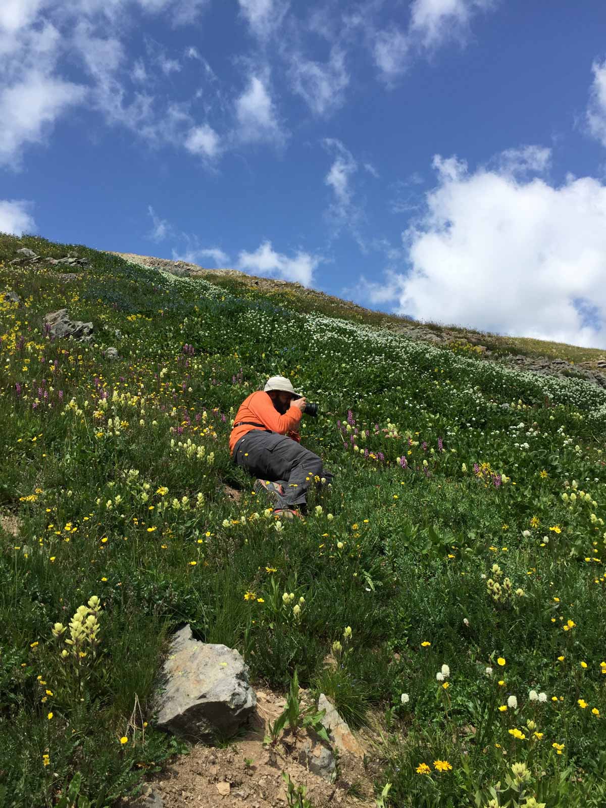 American Basin wildflowers photography