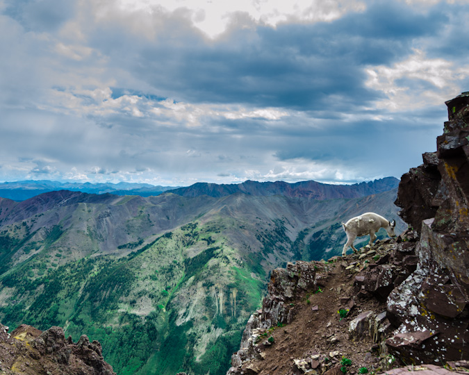 Mountain goat on the Pyramid saddle